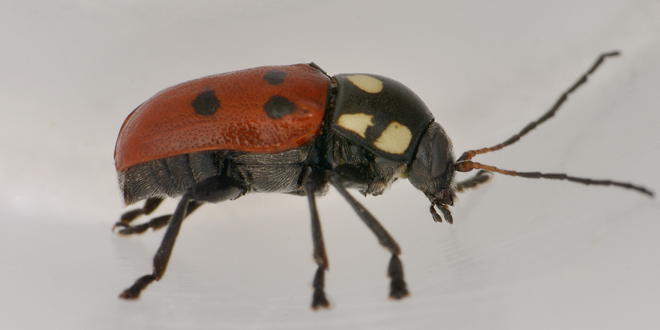 Chrysomelidae: Cryptocephalus tricolor? S.